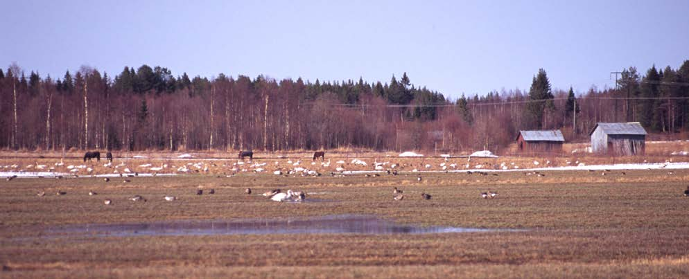 49 Fig. 34. På den oskördade havreåkern i bakgrunden (vid Stöcke) räknades 494 sädgäss, 14 grågäss, 6 kanadagäss och 120 sångsvanar den 23 april 2004 (se även Fig. 31).