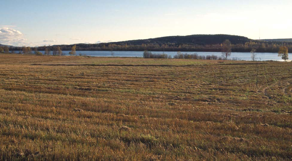 Fig. 36. Fältet vid Gubböle där studierna av gässens reaktion på passage av tåg utfördes våren 2004.
