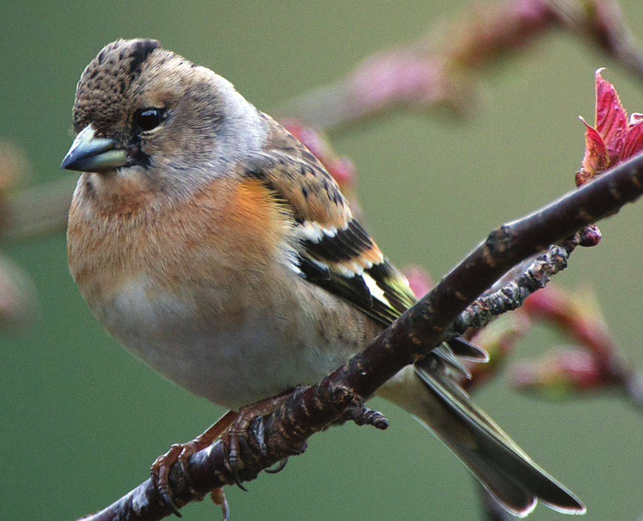 Häckande fåglar i Värmland Trender för arter och miljöindikatorer