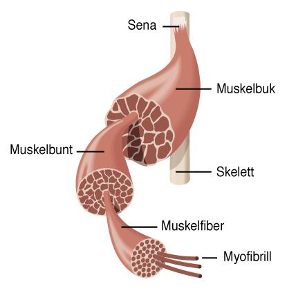 Muskelfiber En muskel består av en mängd muskelfibrer. En fiber är i sin tur uppbyggd av miljontals mindre enheter sk proteintrådar (myofibriller).