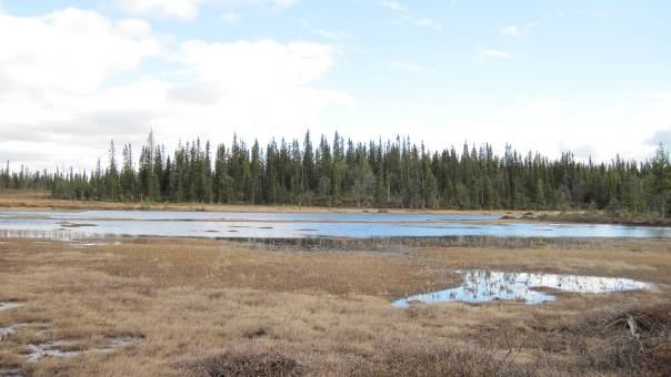 Stuor och Lill Nåddok och Snurienåjvvie Arjeplog 19 km västsydväst om Mellanström 7301492,1582813 (RT90) På den västra sidan av berget domineras skogen av gran med en del spår av plockhuggningar.