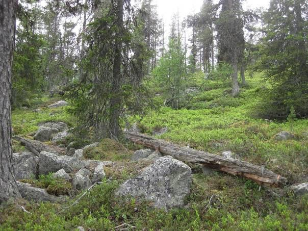 Kilvovaara Gällivare 9 km nordväst om Nattavaara 743691,1722319 (RT90) Nedre del av den östra sidan är till stora delar avverkad men närmare bergets topp växer en gammal skog bestående av tall som