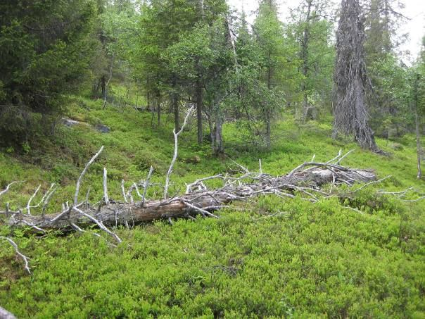Rissavaara Gällivare 16 km nordost om Ullatti 7461760,1770490 (RT90) Uppe på platån av Rissavaara består skogen främst av fjällbjörkar och ett glest och lågproduktivt bestånd av framför allt gran