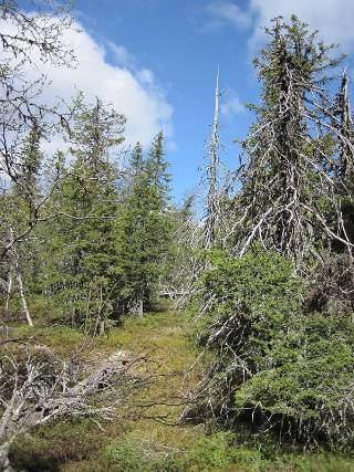 Tjuorre Arvidsjaur 39 km nordost om Arvidsjaur 7304854,1679644 (RT90) Berget genomkorsas från norr till söder av en bred kraftledningsgata men på båda sidor växer det mestadels en gammal och