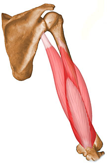 ARMENS ANATOMI. 21. Vilken muskel är det här och vilken nerv innerverar denna muskel? 1p 22. Clavikula förankrar armen till bålen.