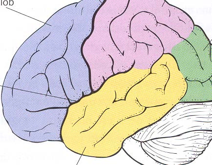 11. Markera på bilden med bokstäverna inom parantesen lokalisationen för Tinningloben (T), Occipitalloben (O) och Cerebellum (C). Nämn dessutom en uppgift för varje område. 6 p. 12.