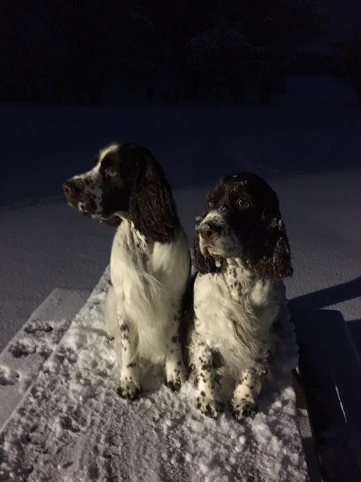 Välkomna på Västerås klubbens ÅRSMÖTE Söndag den 26/3 Kl. 13.