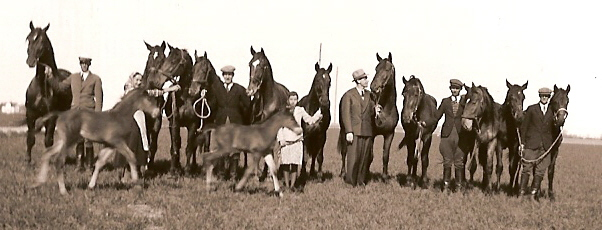 Hästsektorns förändring: Hästpolitik under 1900-talets första hälft Stöd