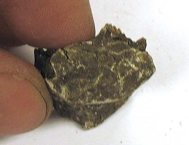 Fotrotsben (Tarsi 1 1 Mörkgrå, vit Fragment quartum) Fotrotsben (Tarsi 1 Mörkgrå, brun, vit Fragment centrale) Sesamben 3 Gul, brun, grå, orange, vit En hel, två halva SUMMA 10 Vikt (g) 27,5 Tabell