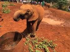 Kusafiri na Mimosa utamaduni safari ya Kenya! Karibu! PROGRAM KENYA 31 jan 15 feb. Tisdag 31 januari Avresa eftermiddag från Arlanda. Nattflyg. Onsdag 1 februari Ankomst Nairobi på morgonen.