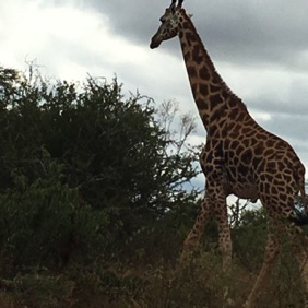Fredag 10 februari Avfärd mot Masai Mara Game Reserve. Dit vi anländer vid lunchtid. Lunch efter vägen i Narok. Inkvartering på http://www.sarovahotels.com/maracampmasai-mara/gallery.