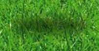 6 Turfline gräsfrö Turfline Norr Turfline Norr är en exklusiv blandning som ger en tätvuxen och vackert grön gräsmatta.