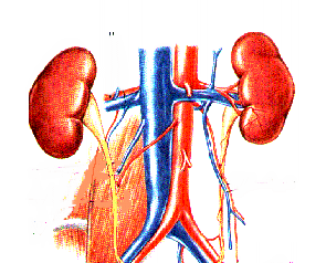 Farmakokinetik Distribution Fett ECW BCM Metabolism Varierande