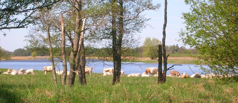 gallring utan större naturvårdshänsyn så försvann många av fladdermössens livsmiljöer. Kemikalieanvändning har påverkat insektsförekomsten och därmed födotillgången för fladdermössen.