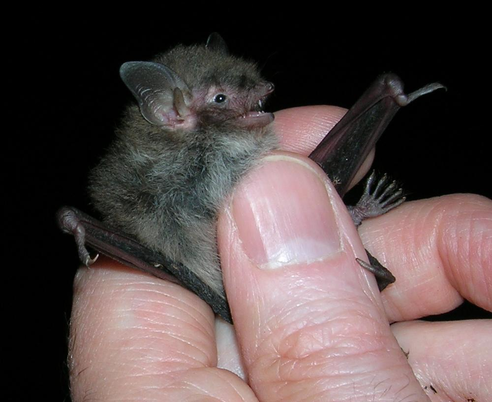 Vattenfladdermus (Myotis daubentonii) Foto: Christina Schyberg Resultat och diskussion Under inventeringen påträffades minst åtta arter (tabell 1).