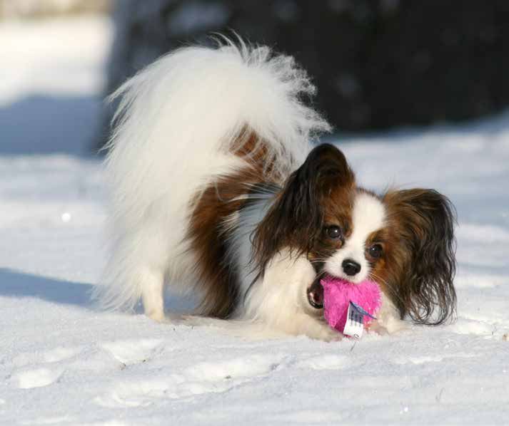 Otäck ledsagare doggy stil nära malmö Thai örnsköldsvik thai massage i malmö