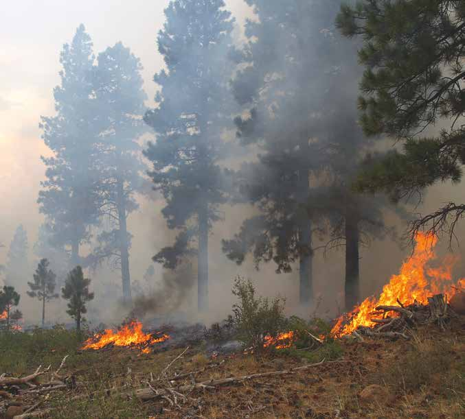 6 BILD 4 Skogsbrand istock.com Skogsbrand Skogsbränder förekommer som en naturlig del av ekosystemet men den vanligaste orsaken till brand är människors aktiviteter.
