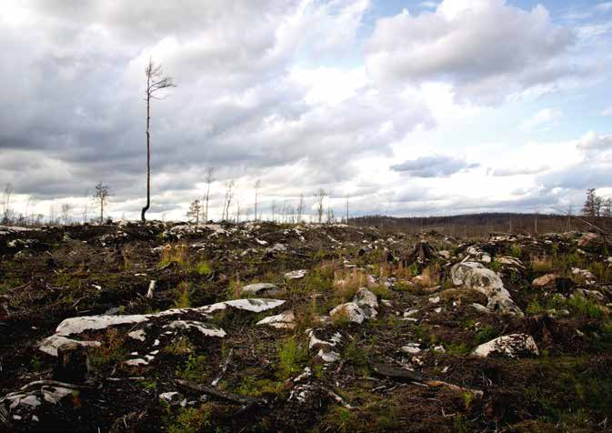 6 SKOGSBRAND FIGUR 6 A. Ett år efter skogsbranden i Västmanland, september 2015.
