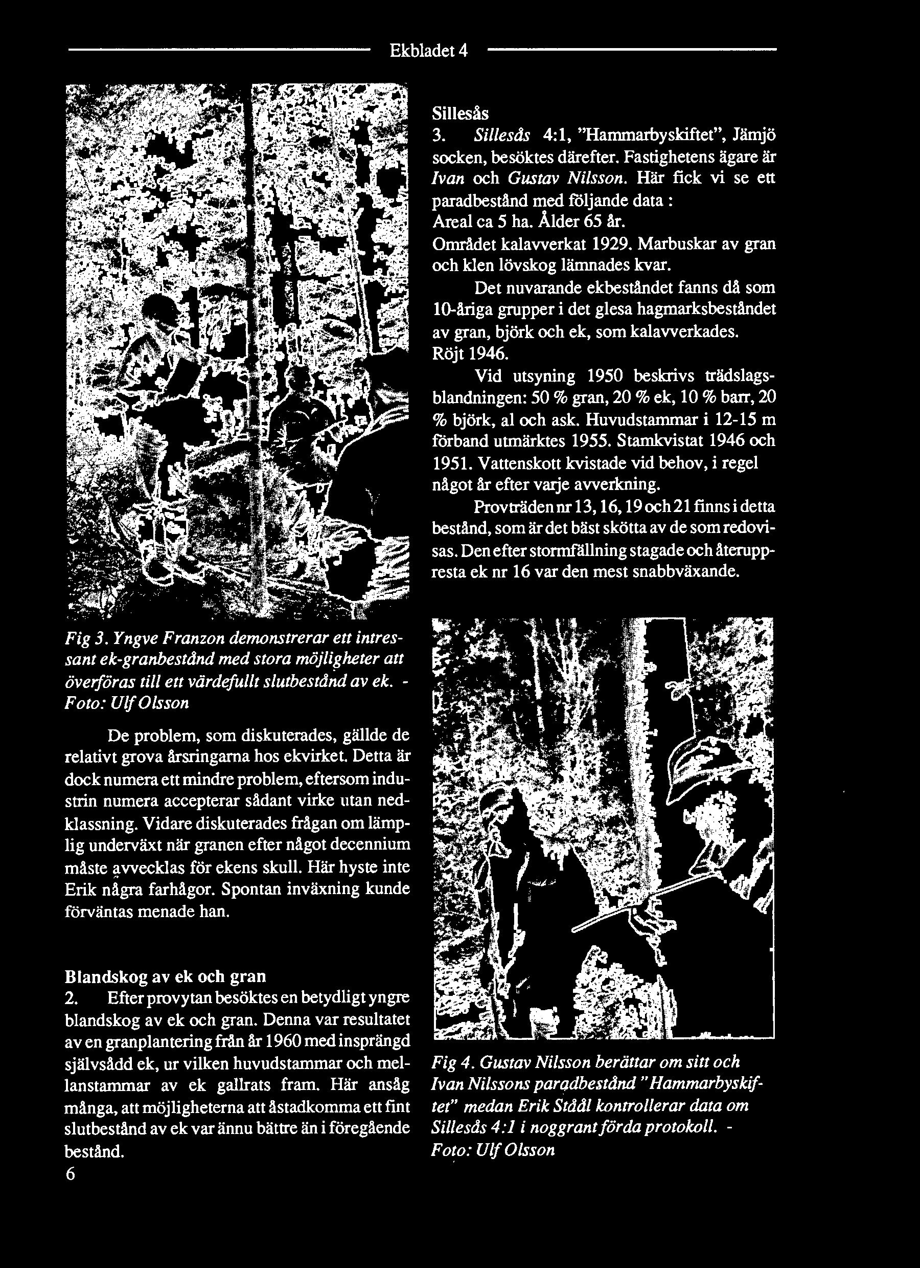 S. ' S--' SMiiä 4 ' v ä! ;.7\C, 4 Fig 3.Yngve Franzon demonstrerar ett intres sant ek-granbestdnd med stora möjligheter att överföras till ett värdefullt slutbeständ av ek.