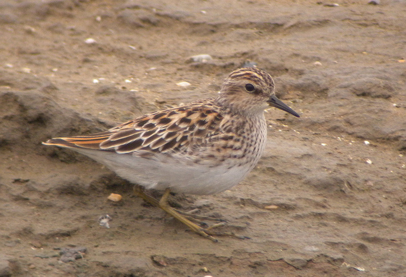 64. Rödhalsad snäppa Calidris ruficollis 2 ex 12/5 och 10 ex 13/5 på Happy Island. 6 ex Yang He och 24 ex Sandflat, Beidiahe 15/5.