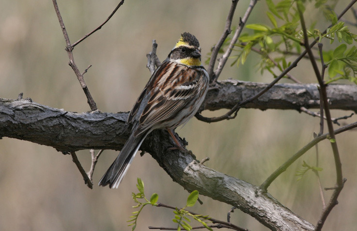 Ängssparv. Foto: Uno Unger 238. Rödbrun sparv Emberiza rutila 11 observationsdagar. 15 ex räknades in 11/5 på Happy Island. I det allmänna emberiza-sträcket 12-13/5 var rödbruna vanliga.