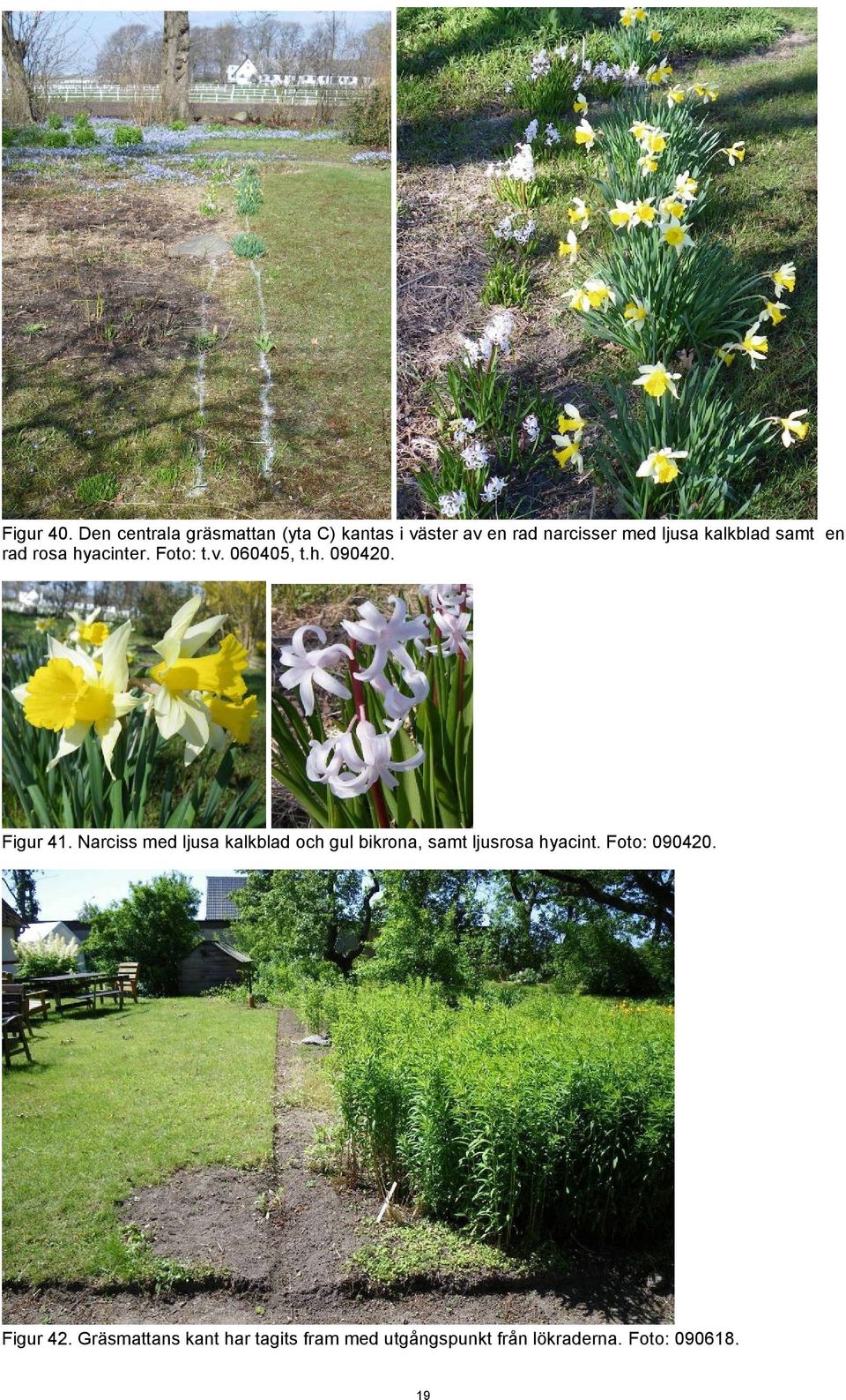 kalkblad samt en rad rosa hyacinter. Foto: t.v. 060405, t.h. 090420. Figur 41.