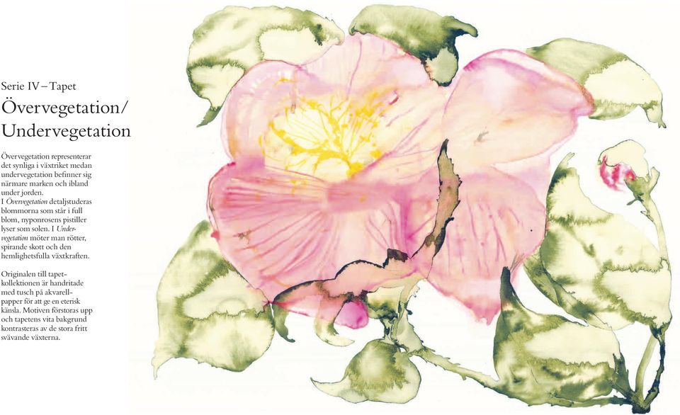 I Övervegetation detaljstuderas blommorna som står i full blom, nyponrosens pistiller lyser som solen.