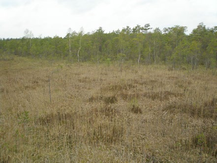 Figur 15. Jakt är en betydelsefull form av markanvändning i området. På bilden syns ett jakttorn i tallskog i den sydöstra delen (delområde P132). Foto: Leif Björkman. Figur 16.