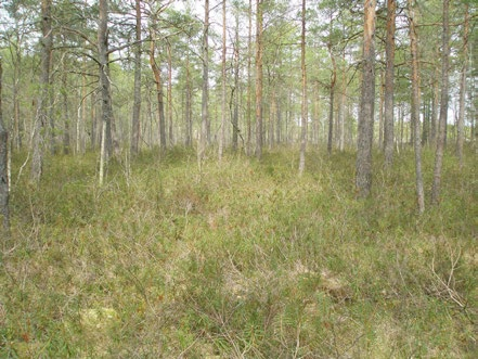 Figur 25. I den östra delen av området finns en biotop med sumpskog (delområde S11) som bedömts ha vissa naturvärden. Den utgörs främst av äldre gran- och barrblandskog. Foto: Leif Björkman. Figur 26.