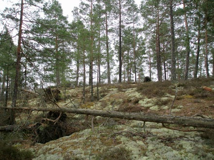 Figur 31. Biotoper med naturvärden karaktäriseras ofta av riklig förekomst av äldre träd.