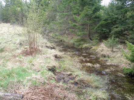 Figur 37. Naturvärden saknas vanligen på mark där trädskiktet har avlägsnats. På bilden syns en vy över en föryngringsyta i den södra delen av området (delområde P34). Foto: Leif Björkman. Figur 38.