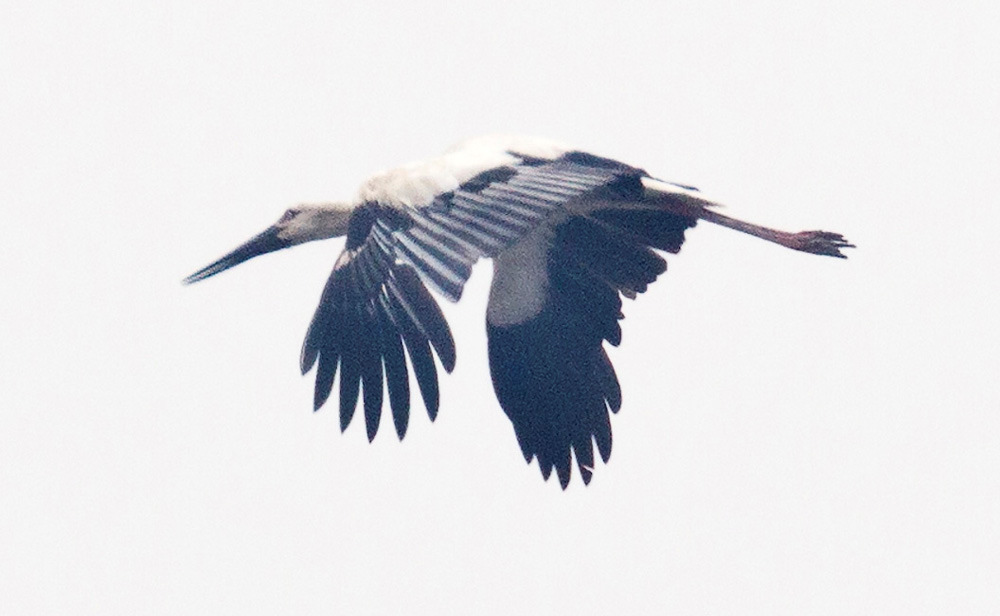 Amurstork, Magic Wood 24 maj. 28. Amurstork Ciconia boyciana 1 Magic Wood 24/5 29. Skedstork Platalea leucorodia 2 Yeyahu 10/5 30.