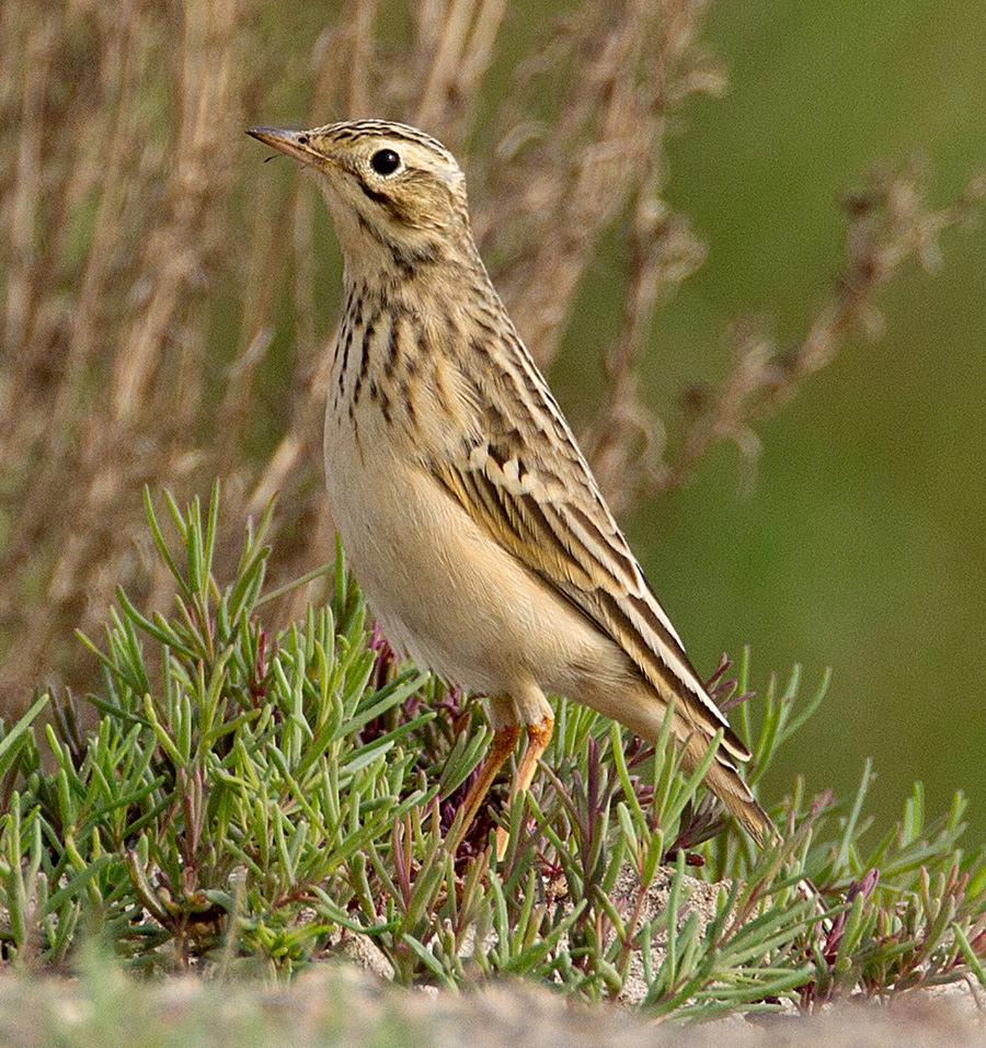 112. Större hackspett Dendrocopos major brevirostris 3 Yeyahu 10/5, 1 Lighthouse Point 15/5, 3 Lighthouse Point 16/5, 1 Reservoaren 16/5, 3 Lao Ling 17/5, 2 Lao Ling 18/5, 1 Lighthouse Point 20/5, 1