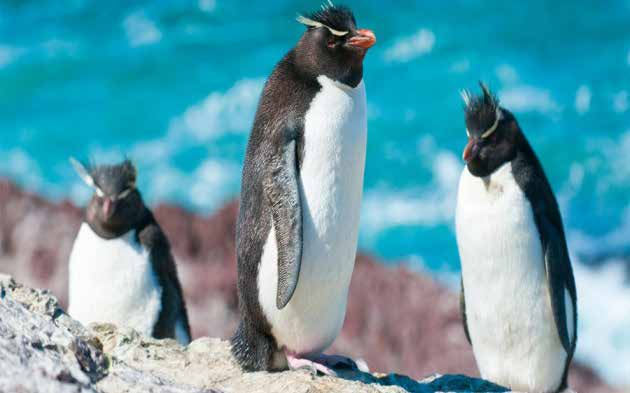Dag 8 16 29 jan 6 feb Antarktis Antarktis är den stora vita kontinenten, en ändlös istäckt vildmark som trots detta har ett överväldigande rikt djurliv.