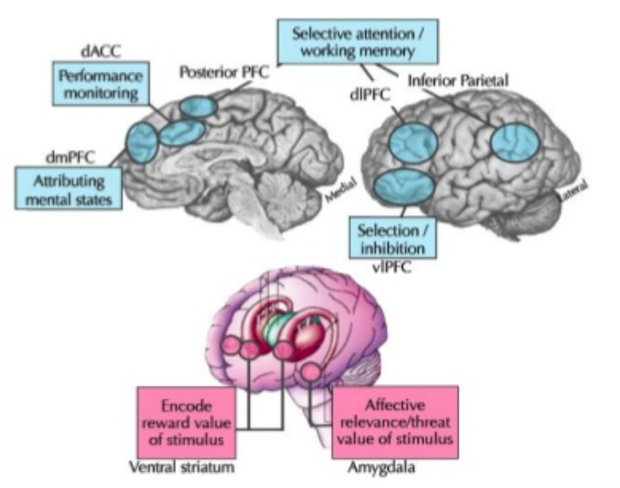 Hjärnforskning om känsloreglering Kohn et al 2014 Blåa pilar före och röda pilar eaer känsloreglering 21