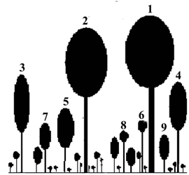 Figur 1. En fullskiktad skog med gammafördelad diameterfördelning, dvs. med en dissimilarity coefficient nära värdet 0.5 som karaktäriserar en naturlig skog.