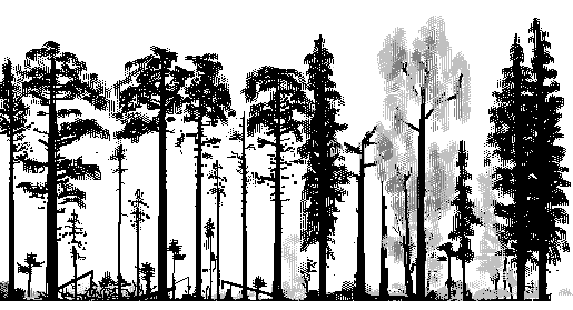 Bakgrund Orörd naturskog Figur 1. Naturskog som står orörd av människa och eld blir allt tätare. Figur 2. De största träden växer inte i höjden utan breder ut sina grenar och bildar ett tätt krontak.