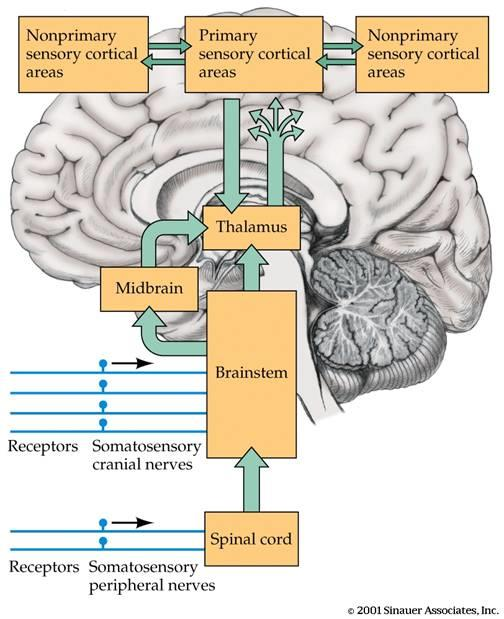 Luktsinnets anatomi Lateral Orbitofrontal Cortex Medial Orbitofrontal