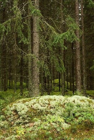 Biogas EN väg till det hållbara transportsamhället 40 TWh 60 TWh 50 TWh