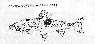Utrustningsprotokollet I detta protokoll beskriver ni hur er fiskeutrustning ser ut. Detta protokoll skall ifyllas vid det första fisket/utterdraget, samt då ni förändrar utrustningen (t.ex.