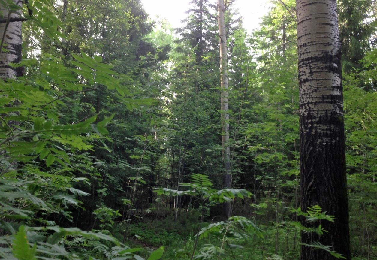 ungarna föds. Parning sker för flertalet arter under sensommar och höst. Under hösten flyttar fladdermössen mellan koloni- och övervintringslokaler. Vissa arter, t.ex.