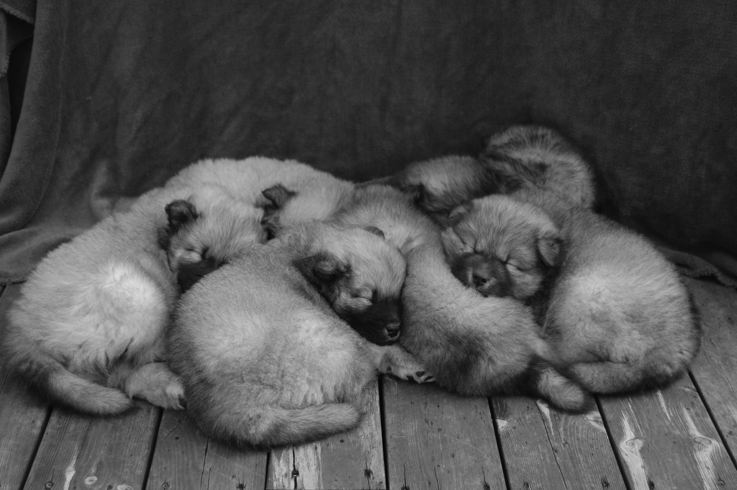 Köpeavtal Foto: Jennifer Andersson Vid försäljning och köp av hund ska ett köpeavtal alltid finnas med.