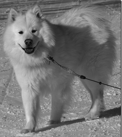 Vita och vitfläckiga eurasier Vi har fått en hel del förfrågningar om vi inte kan redogöra för hur man egentligen avgör om en eurasier är vit alltså avviker från rasstandarden.