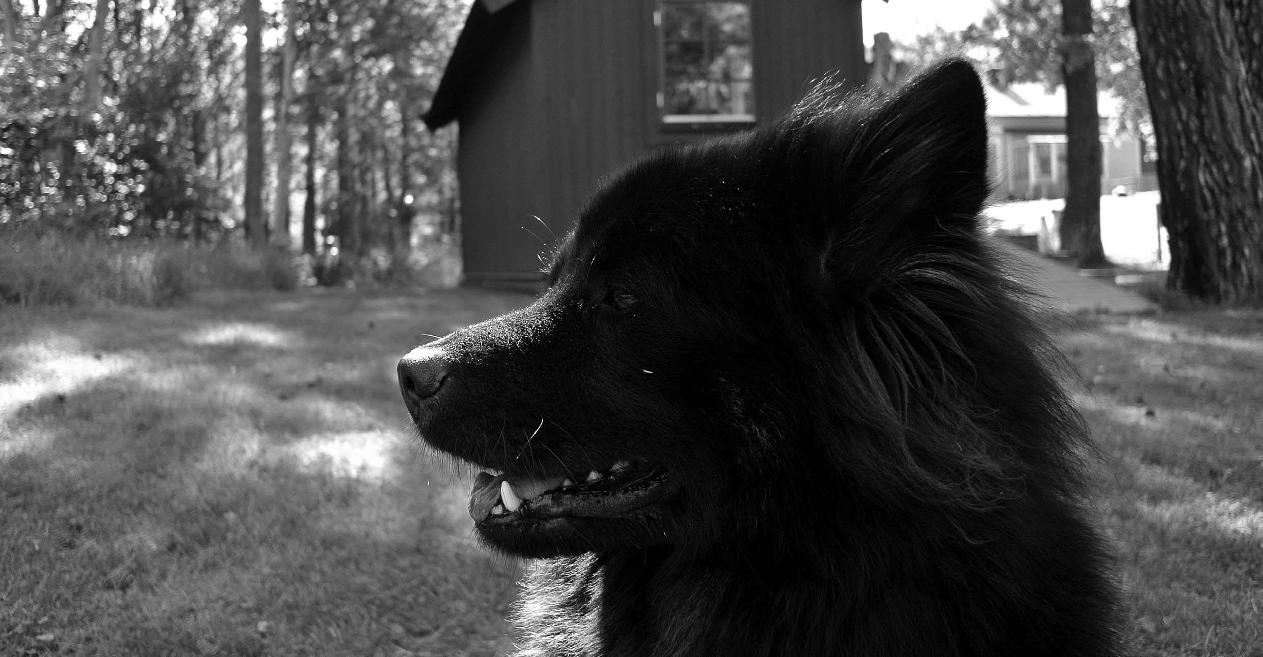 Inte oväntat resultat på BPH Vår hund Ex Aminos Dance With the Devil Idun har precis genomfört BPH (beteende -och personlighetsbeskrivning hund).