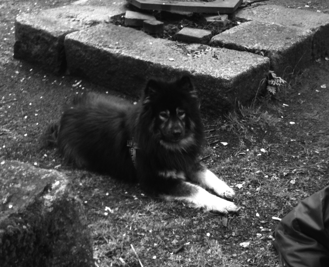 In memoriam Här kan du sätta in en minnesannons om din eurasier har gått bort Den kostar inget och är en ¼-sida. En bild, hundens namn, datum för när den var född och avliden samt ägarens namn.