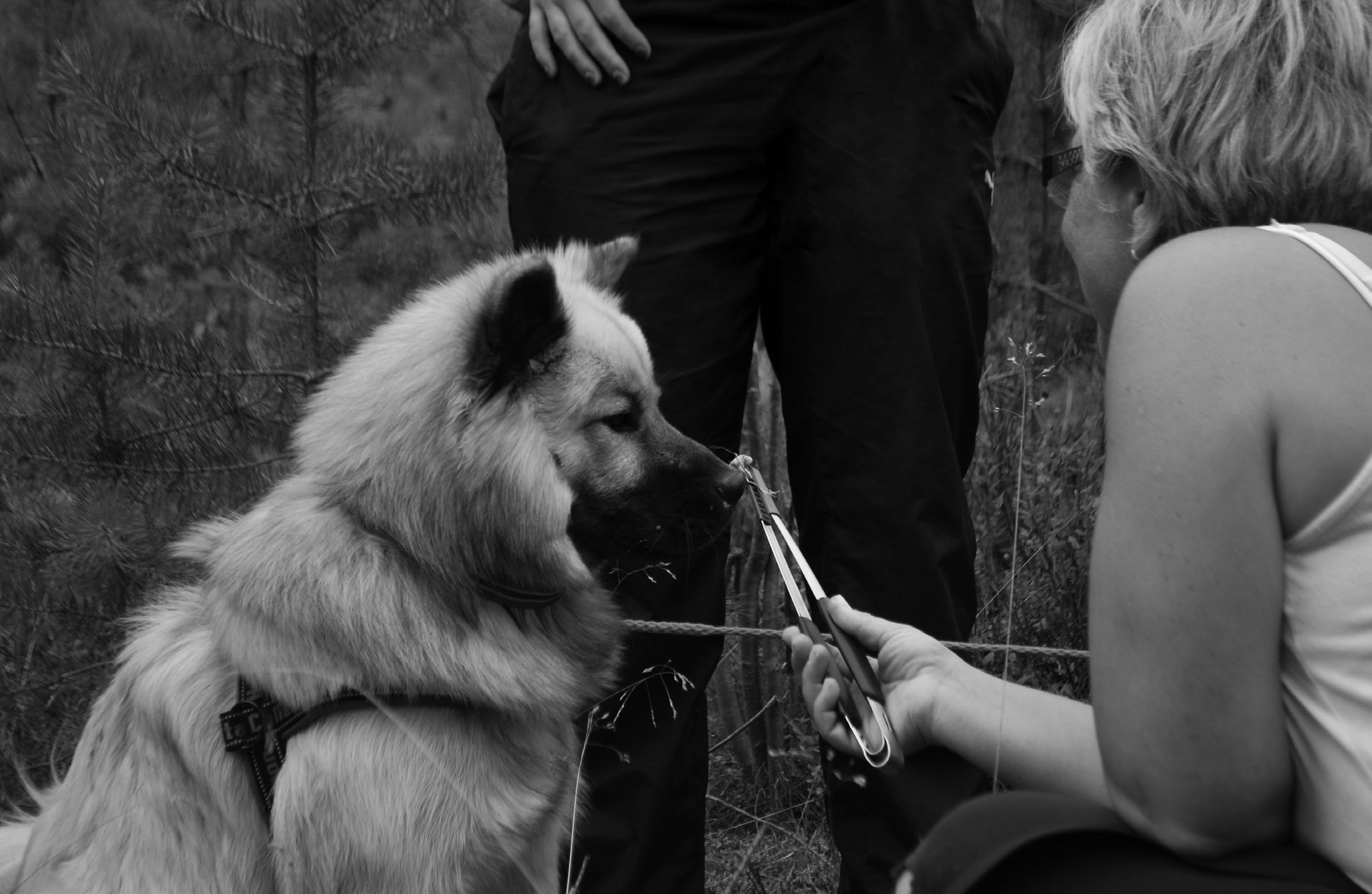 Nästa steg blir att förflytta handen med kantarellen för att få hunden att söka upp den (ungefär som en Target). Klicka och belöna efter sittmarkering.
