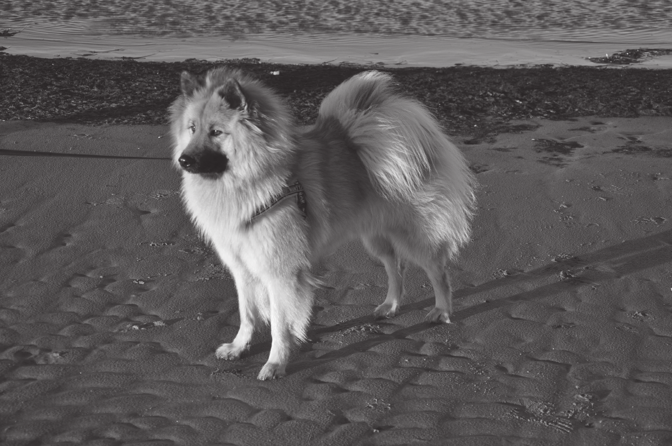 Min eurasier: Freja Personlighet: Busig, pigg, snäll, smart och nyfiken. Freja leker gärna med barn i alla åldrar. Huvudsaken är att hon är i centrum.