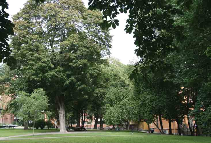 Enkehusparken Historik Enkehuset med tillhörande trädgård uppfördes 1877 för borgerskapets änkor.