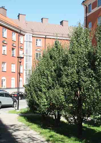 Torbjörn Klockares Gata - västra sidan Historik Den lilla parken anlades under 1920-talet och gavs en enkel och funktionell form. Under 2008 skedde en upprustning och vegetationen föryngrades.