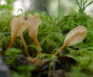 Goliatmusseron Tricholoma matsutake Kråsmusseron Tricholoma focale Dropptaggsvamp Hydnellum ferrugineum Skarp dropptaggsvamp Hydnellum peckii Brödticka Albatrellus confluens Blek taggsvamp Hydnum